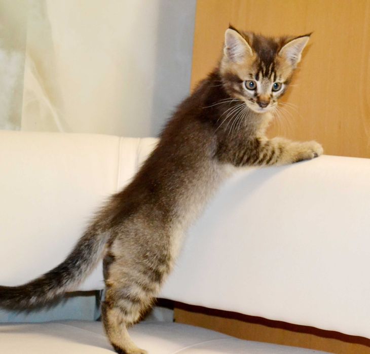 Маленькая рысь! Крупные котята чаузи!