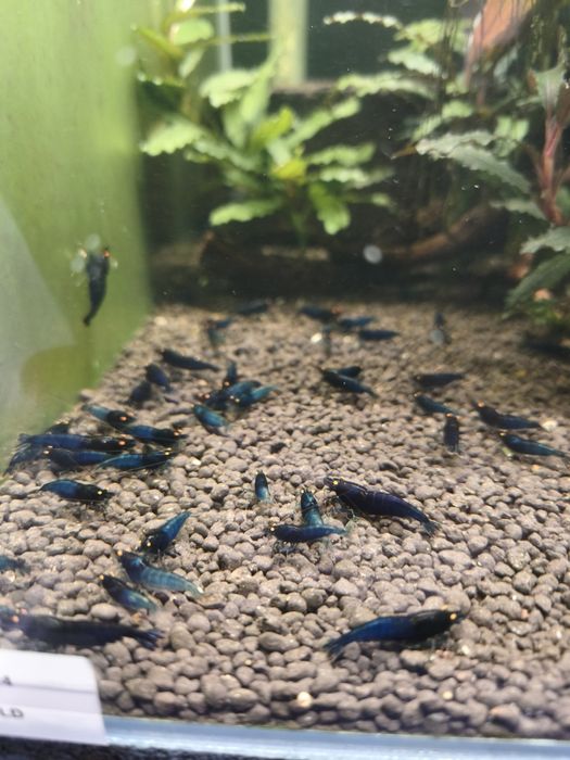 Krewetki Caridina Blue Devil Oe