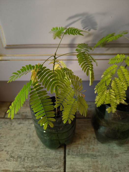 Ленкаранская акация