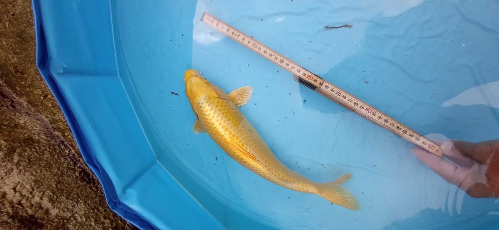 Peixe Carpas koi