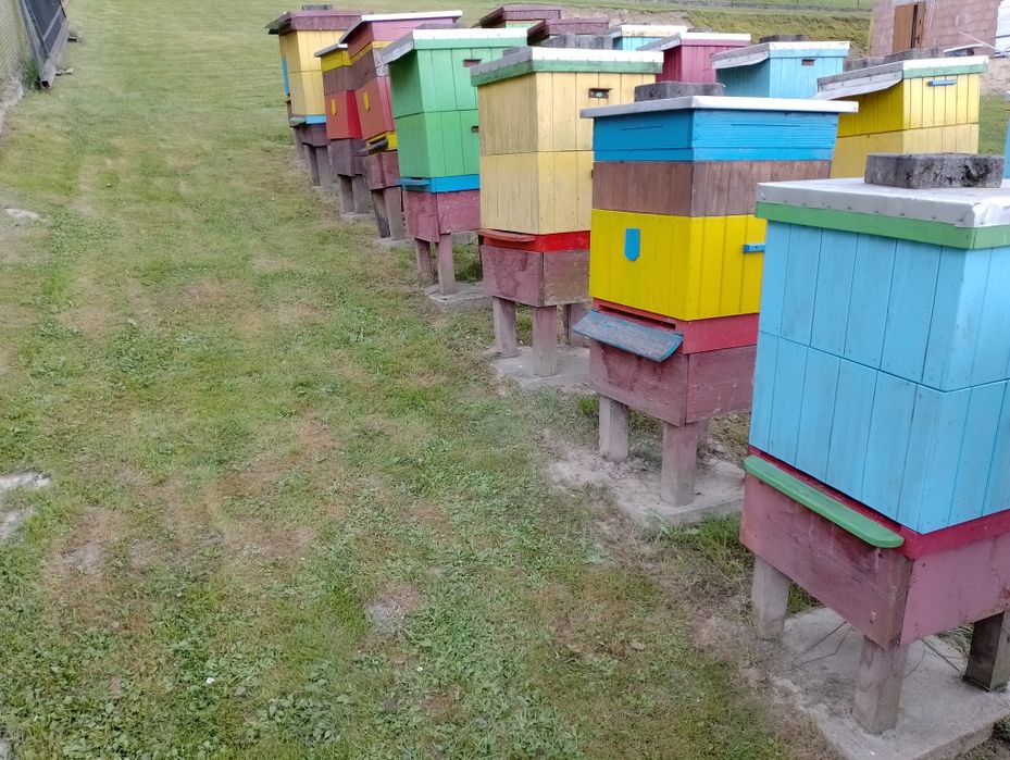 Ule, pszczoły,miód,pasieka,wosk,węza,pszczelarstwo,ramki,wielkopolskie