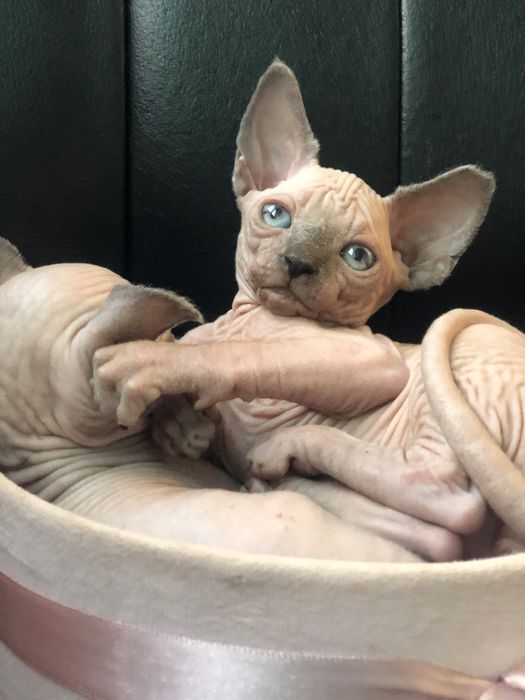 Супер ласковый котенок мальчик