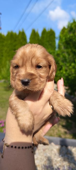Cocer Spaniel Piesek