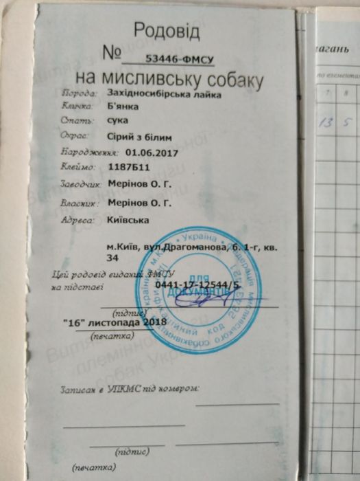 Продам західно сибірську лайку