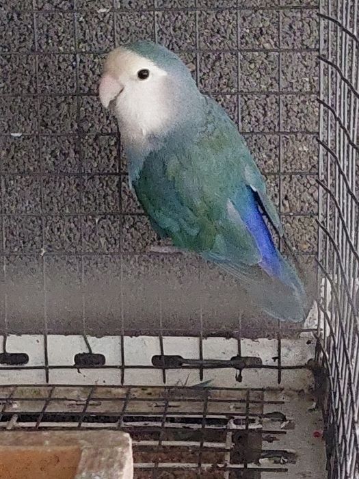 Agaporne macho  2024