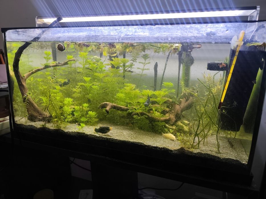 Aquário 60 litros plantado com peixes