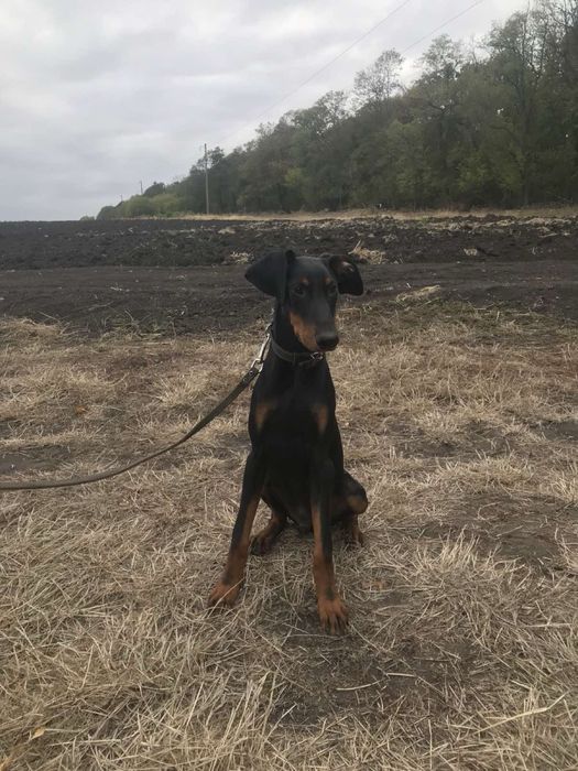 Продам добермана