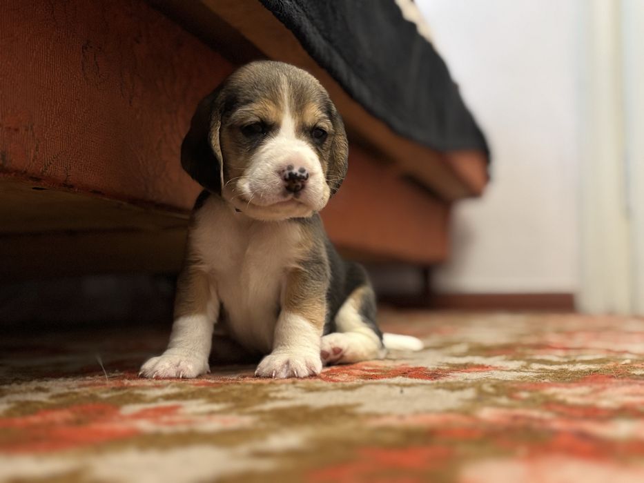 Чистокровні цуценята біглі. Бігль