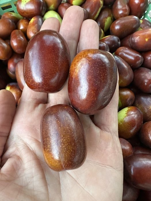 Продам плоды , саженцы унаби - зизифус