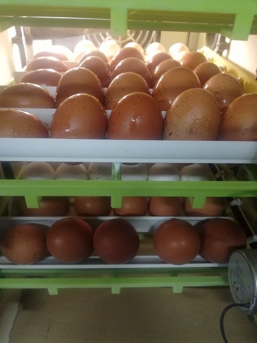 Jajaka lęgowe Maranas