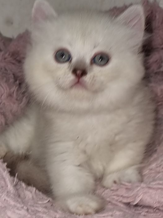 Вислоушки и прямоушка шотландские котята!