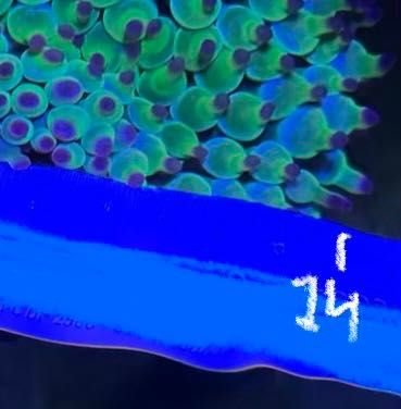 Anémonas Bubble, para aquário água salgada, simbiose com peixe palhaço