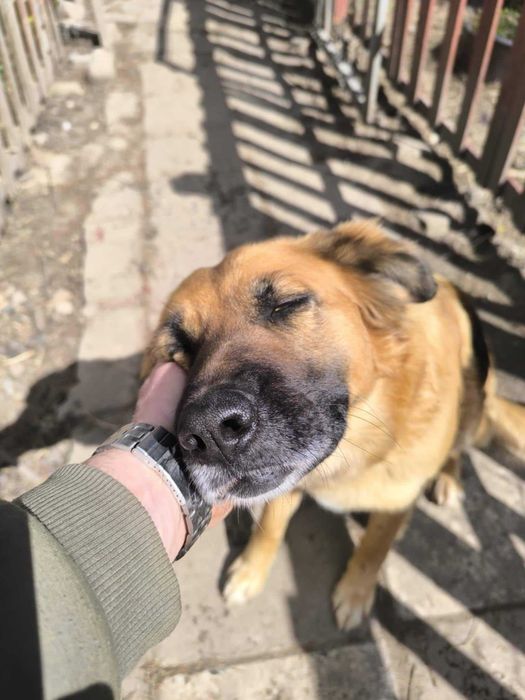 Kora miała życie w samotności na krótkim łańcuchu. Adoptuj!