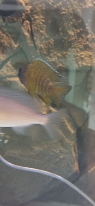 Para  Benga Sunshine Peacock Aulonocara Baenschi Benga