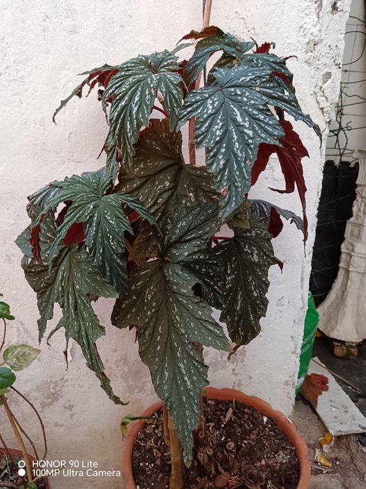 Vendo estas plantas