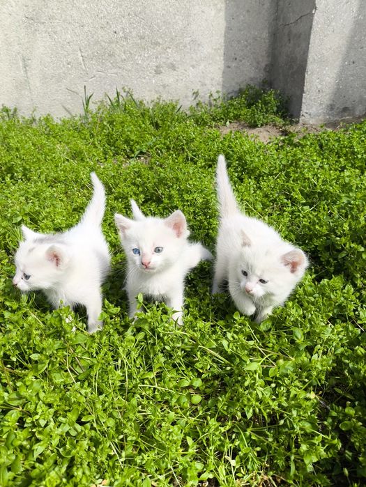 Котята бесплатно