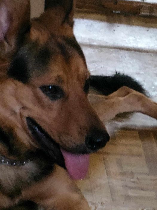 Odam psa rocznego wilczuro podobny