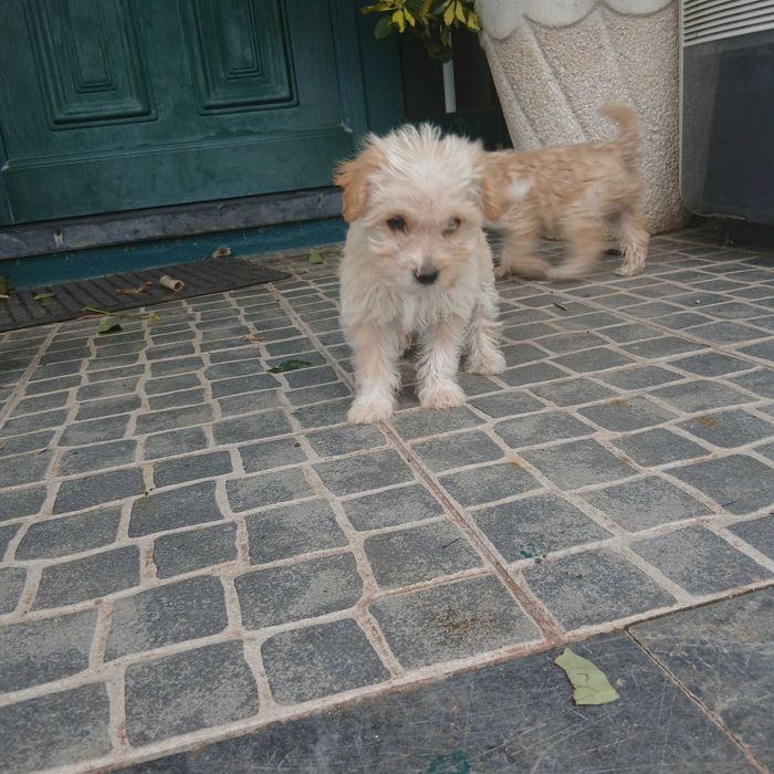 Cachorrinhos para adoção responsável