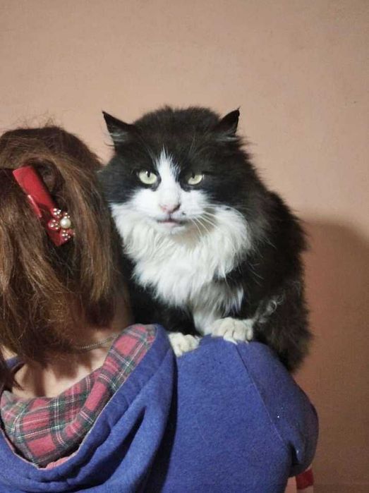 Маркиза в добрые руки!