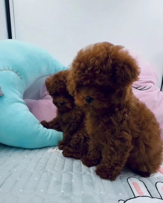 Красень той пудель