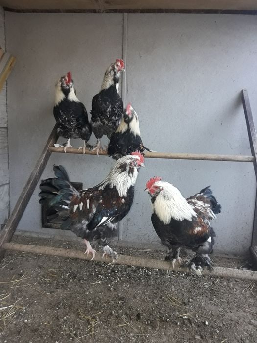 Фавероль  лосось (петушки)