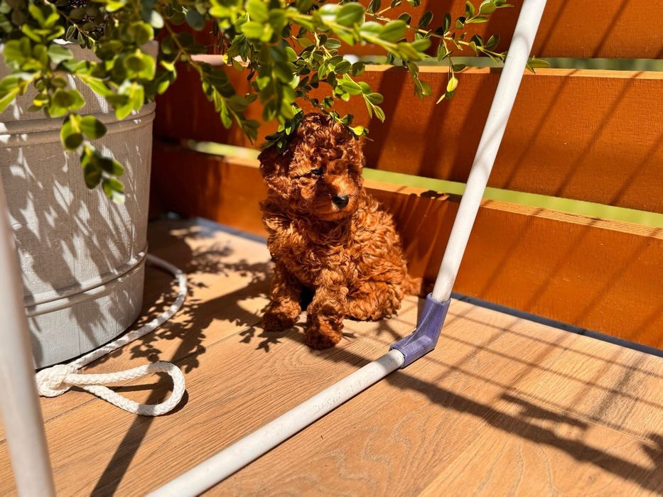 Pudel Toy piesek do rezerwacji badania genetyczne