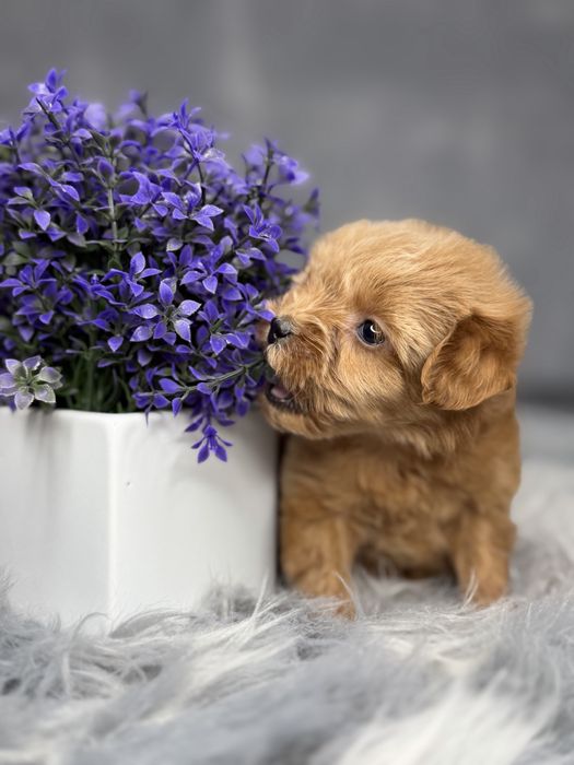 Девочка мальтипу Baby face