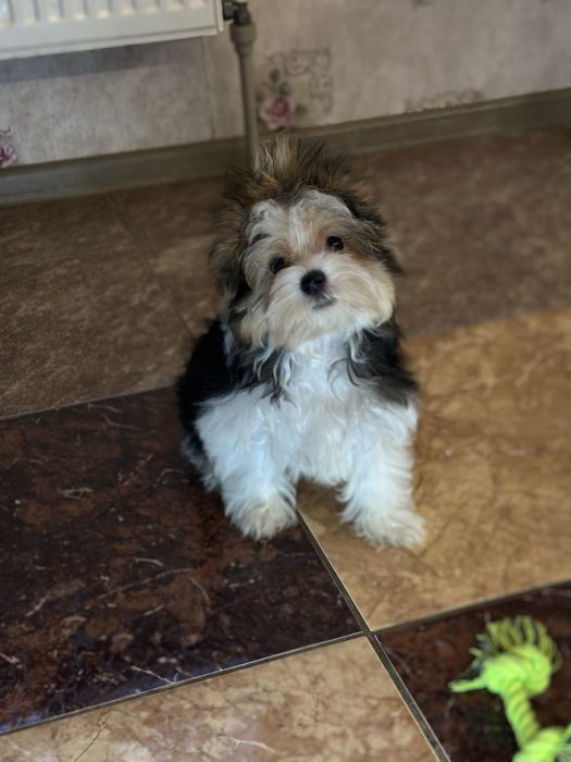 Бівер йоркширський терʼєр