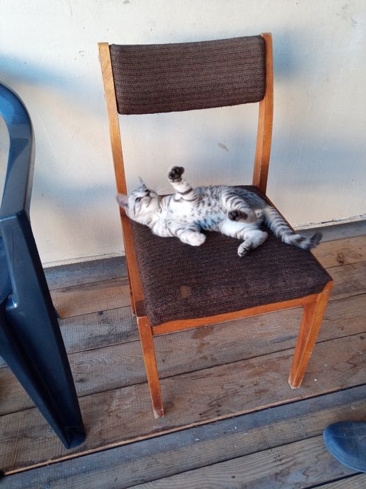 Kotek do adopcji Dyzio