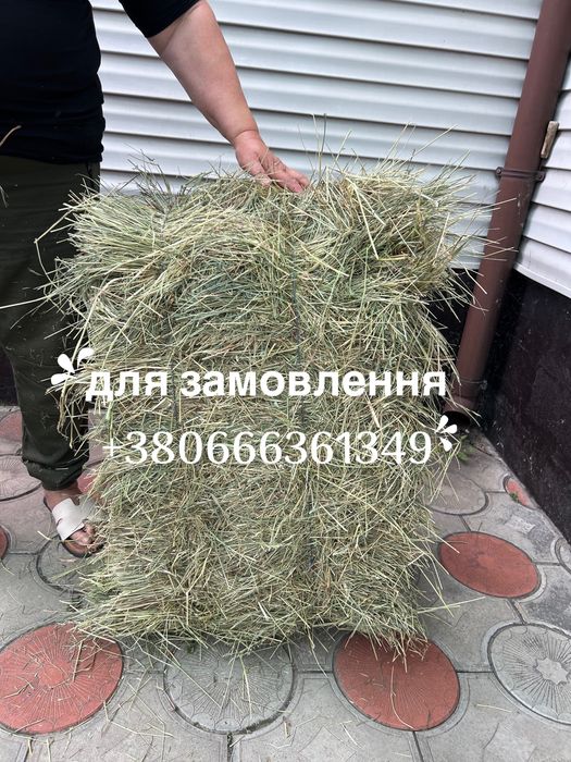 Сіно, сено, сено для  животных(кроликов, коров, коз, грызунов) от 1 тюка