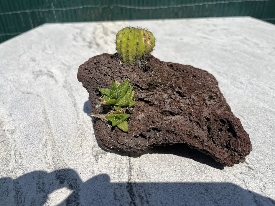 Pedra vulcânica com cato e suculenta para decoração ou terrario