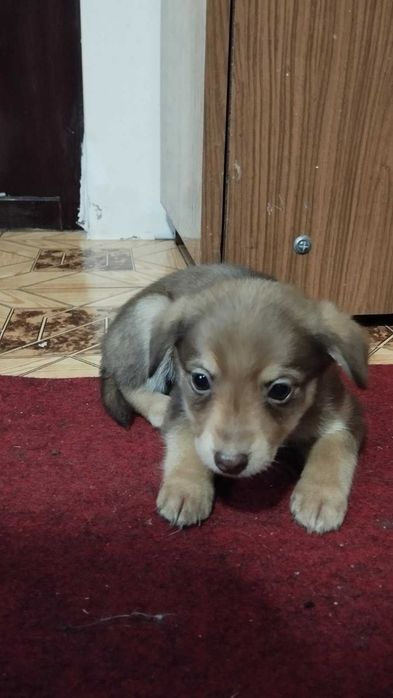 Віддам песика-хлопчика безкоштовно!
