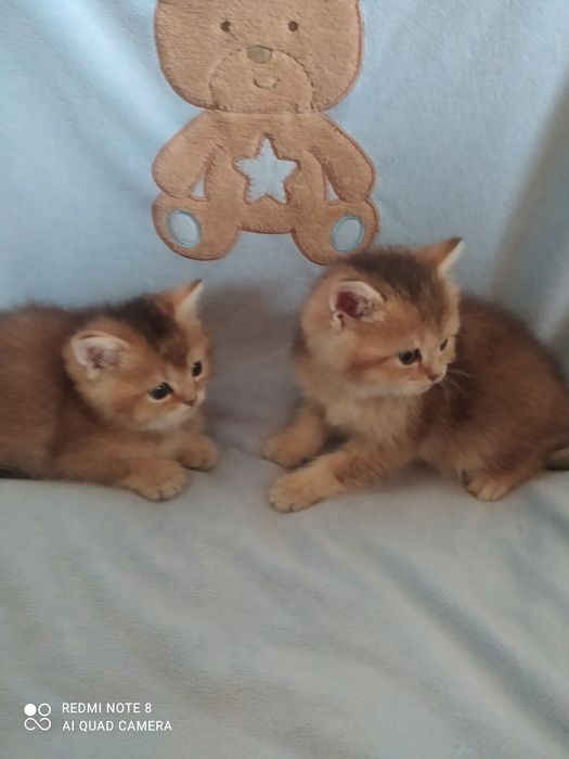 Кошенята золота шиншила