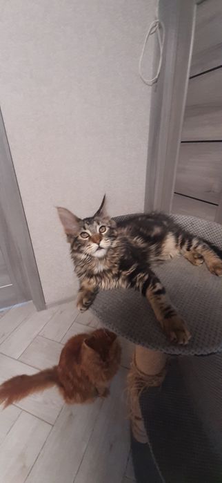 Мейн-кун хлопчик