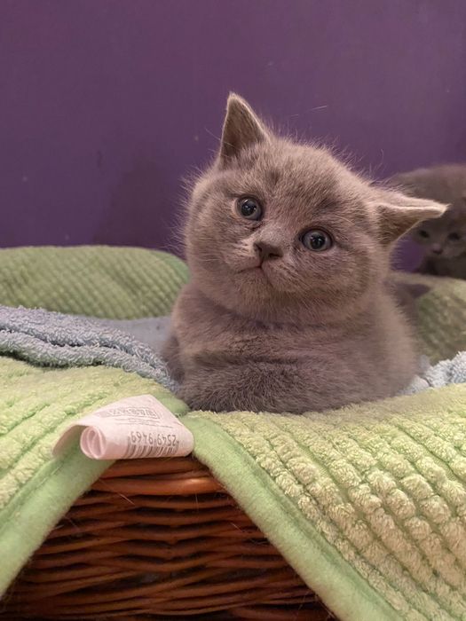 Kotka brytyjska liliowa