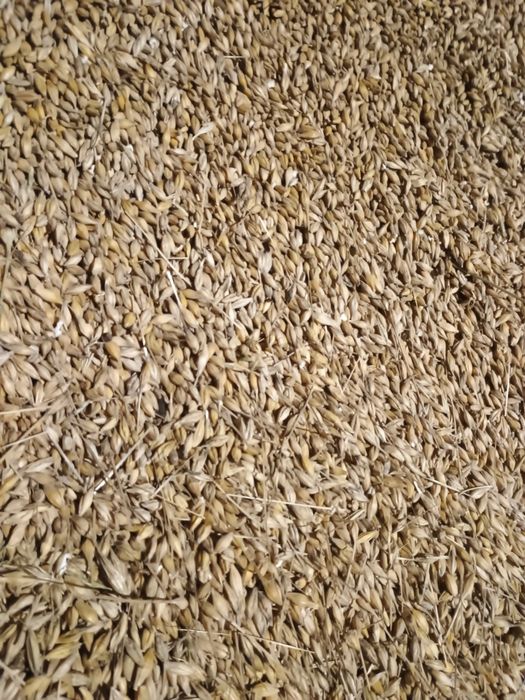 Jęczmień   ozimy