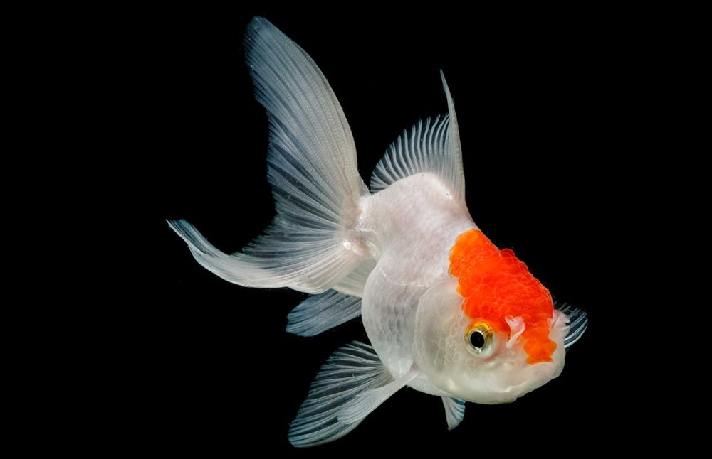 Welonka odmiana CZERWONY KAPTUREK - Carassius - dowóz, wysyłka