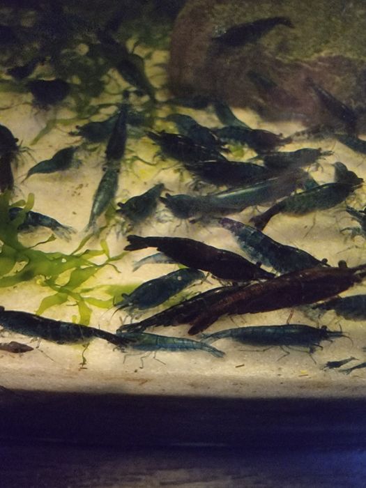 Sprzedam krewetki bluvelvet