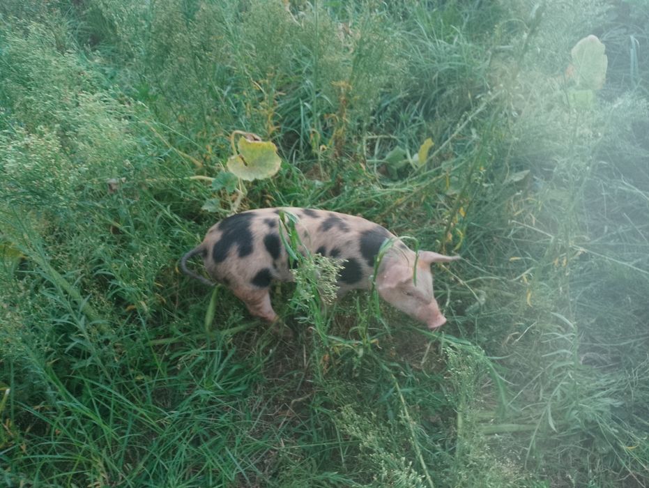 Leitões Duroc x Pietrain
