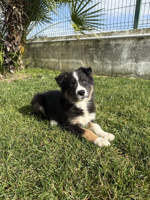 Border collie Preto e Branco Tricolor Fofo