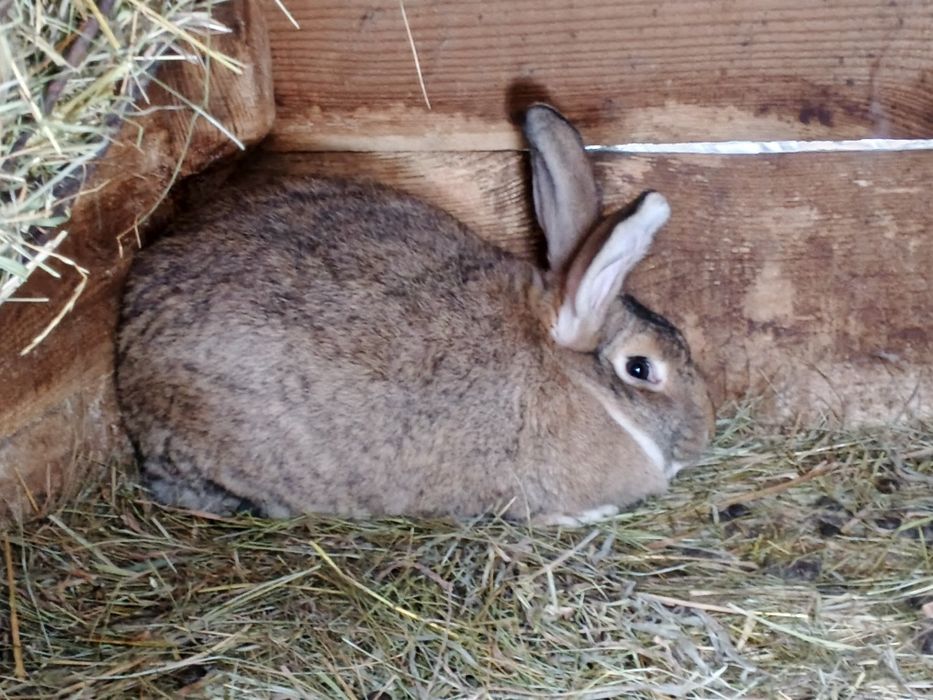 Продам тушки і живі  кролі