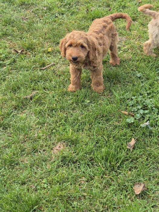 Cockapoo  suczka
