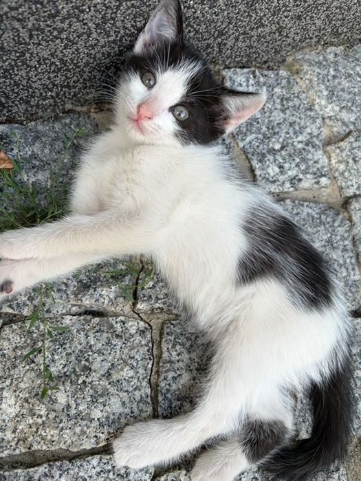 Kotek kociczka samodzielna oddam w dobre ręce