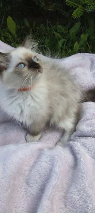 Kocurek Ragdoll - gotowy do odbioru