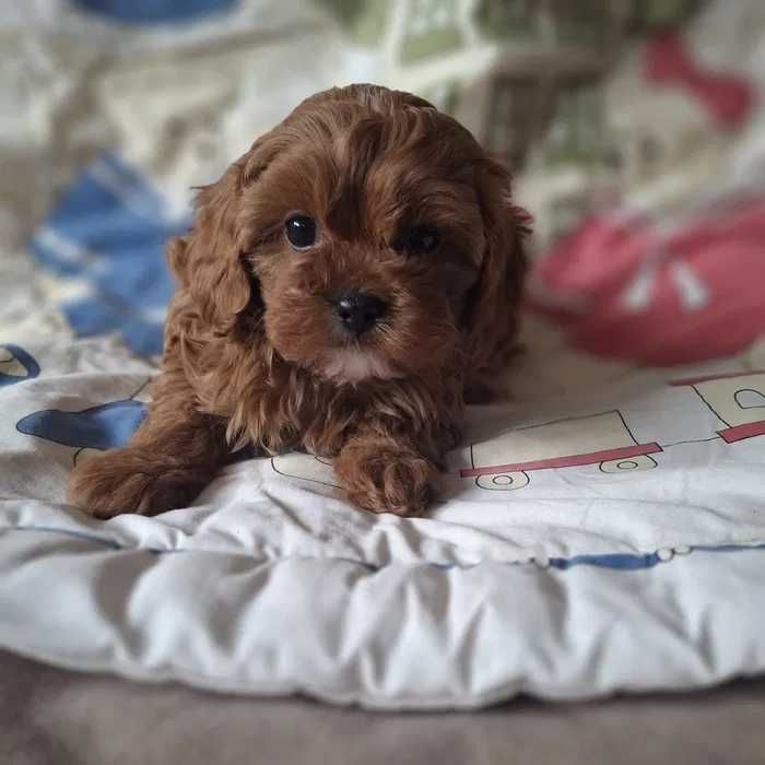 Cavapoo disponivel