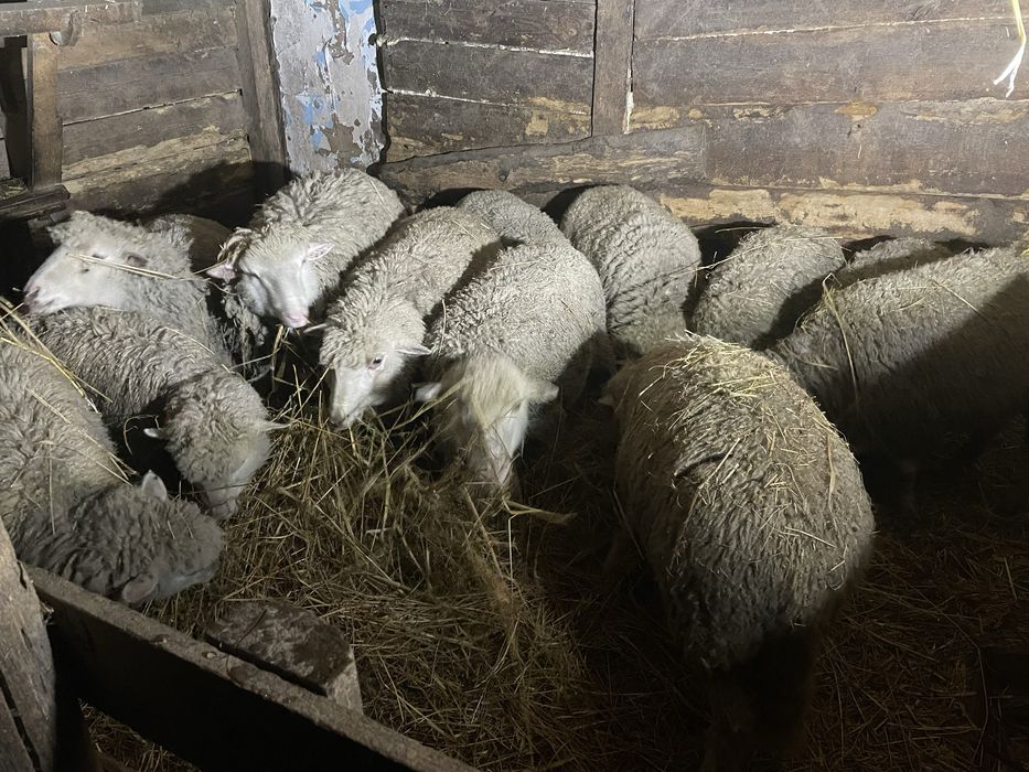Продаю овечки бо вже не хочу  тримати тому я продаю