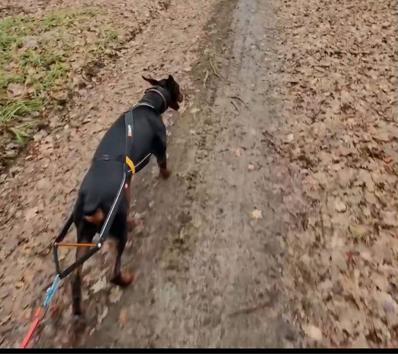 Шлея Non-Stop dogwear Nansen stick harness для mushing (машинг)