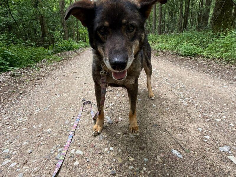 Gryps szuka domu!
