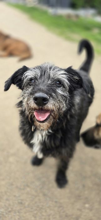 Do adopcji samiec 15kg