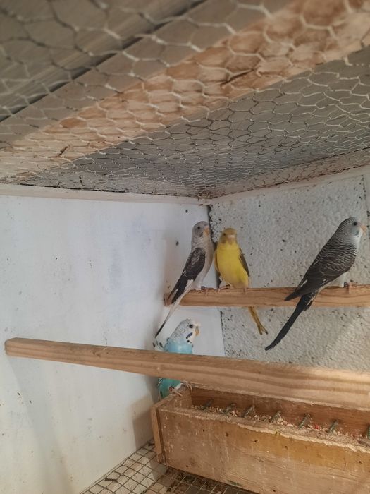 Piriquitos asas negras